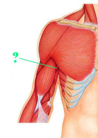 <p><span>Identify the indicated muscle.</span></p>