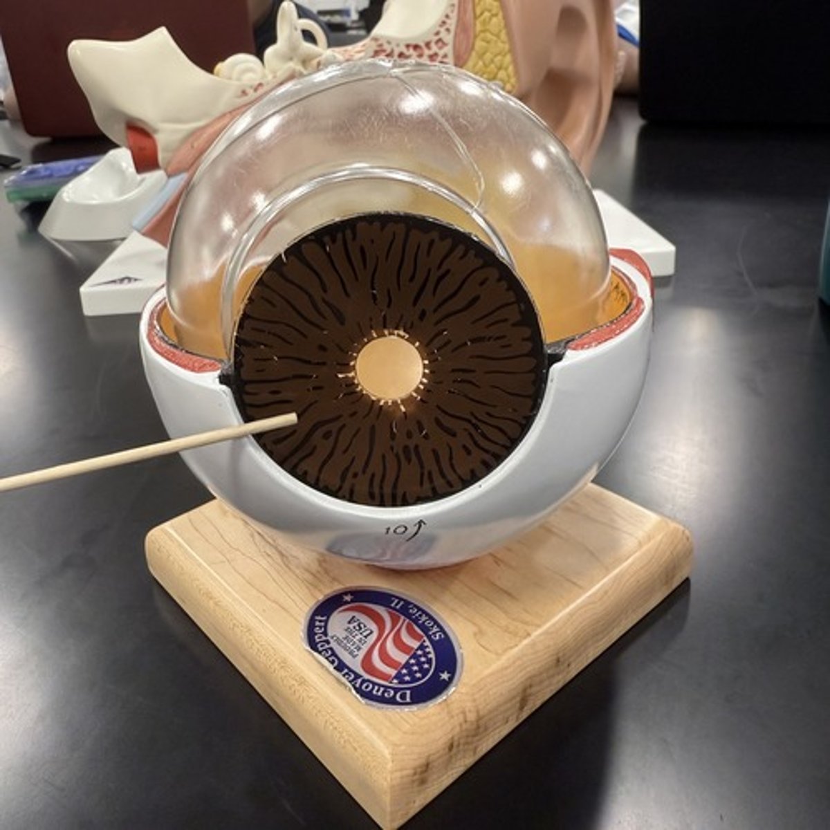 <p>What is this structure?</p>