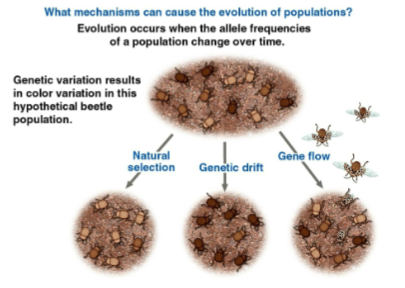 <p>Microevolution</p>