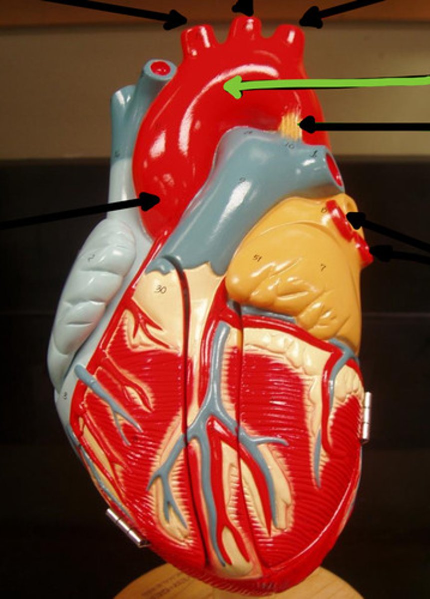 <p>Name the structure and function</p>