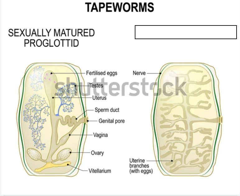 <p>The mature, egg-filled segments of a tapeworm, found at the end of the worm's body, that detach and pass in feces (or emerge from the anus), spreading infectious eggs to contaminate the environment for other hosts</p>