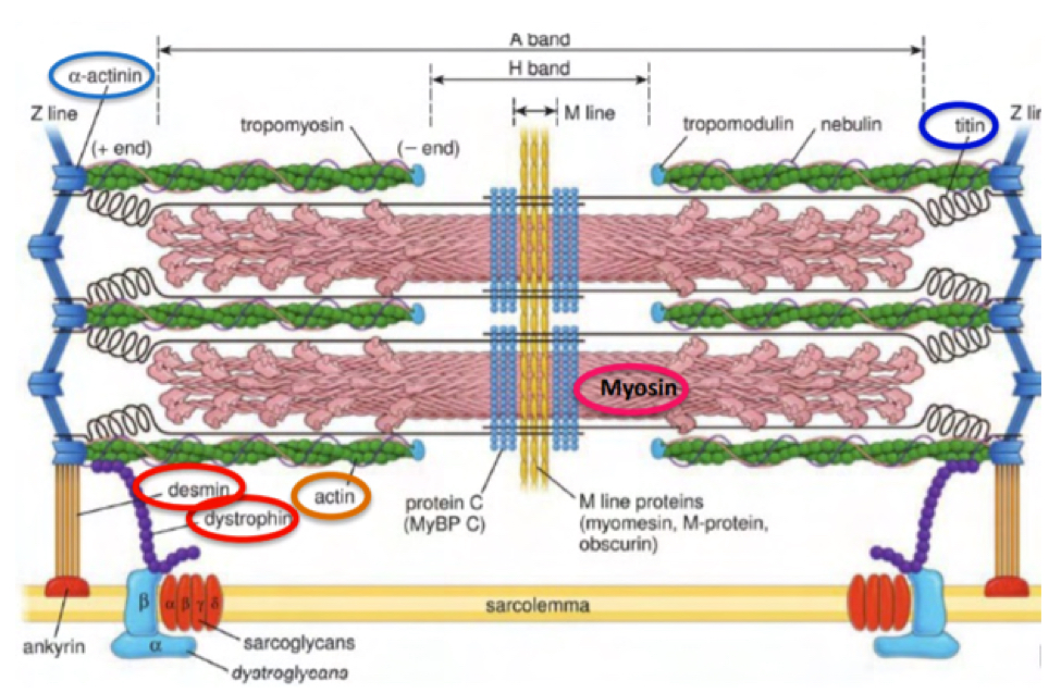 <p>Components:</p><ul><li><p>Myosin akes up the thick fillaments in the center</p></li><li><p>Actin makes up thin filaments attached to Z lines (made up of alpha actinin)</p></li><li><p>Tropomyosin is on the actin binding sites</p></li><li><p>Tropnin binds to calcium and reveals active sites of actin (TnT binds troponin complex to tropomyosin, TnI binds to actin and troponin T, TnC binds calcium)</p></li><li><p>Desmin located at Z disc, binds Z disc to plasma membrane tro transmit contraction of th cell.</p></li><li><p>Dystrophin: binds actin to cel membrane</p></li><li><p>Tropomodulin and nebulin are other proteins that help stabilization</p></li><li><p>M line proteins (myomesin, M-protein, obscurin)</p></li><li><p>Protein C</p></li><li><p>Titin: stabilization of thick filaments</p></li></ul><p>Bands:</p><ul><li><p>A band: thin and thick filaments overlap, seen as a dark band. (Actin and myosin)</p></li><li><p>I band: only thin filaments (actin), seen as light</p></li><li><p>Z disc:</p></li><li><p>H bands:inmiddle of A band, bare region of thick filaments, only myosin tails (seen as light)</p></li><li><p>M lines: dark lines in middle of H zone, corresponding to croos sections between thick filaments</p></li></ul><p></p>