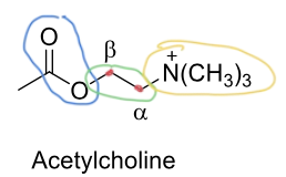 <p>consists of ester (blue), ethylene bridge (green), and 4° ammonium (yellow)</p>