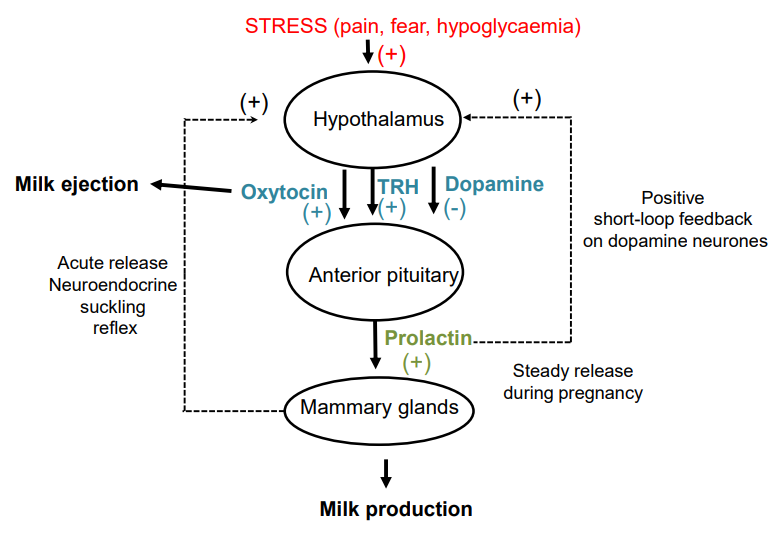 <ul><li><p class="">From anterior pituitary → breast development &amp; milk production</p></li><li><p class="">Inhibited by dopamine</p></li><li><p class="">↑ in pregnancy &amp; suckling</p></li><li><p class=""><strong>Hyposecretion</strong> → no lactation</p></li><li><p class=""><strong>Hypersecretion</strong> (e.g. tumour) → infertility, ↓ libido, galactorrhoea, breast enlargement, headaches</p></li><li><p class=""><strong>Treatment</strong>: dopamine agonists, surgery, radiotherapy</p></li></ul><p></p>