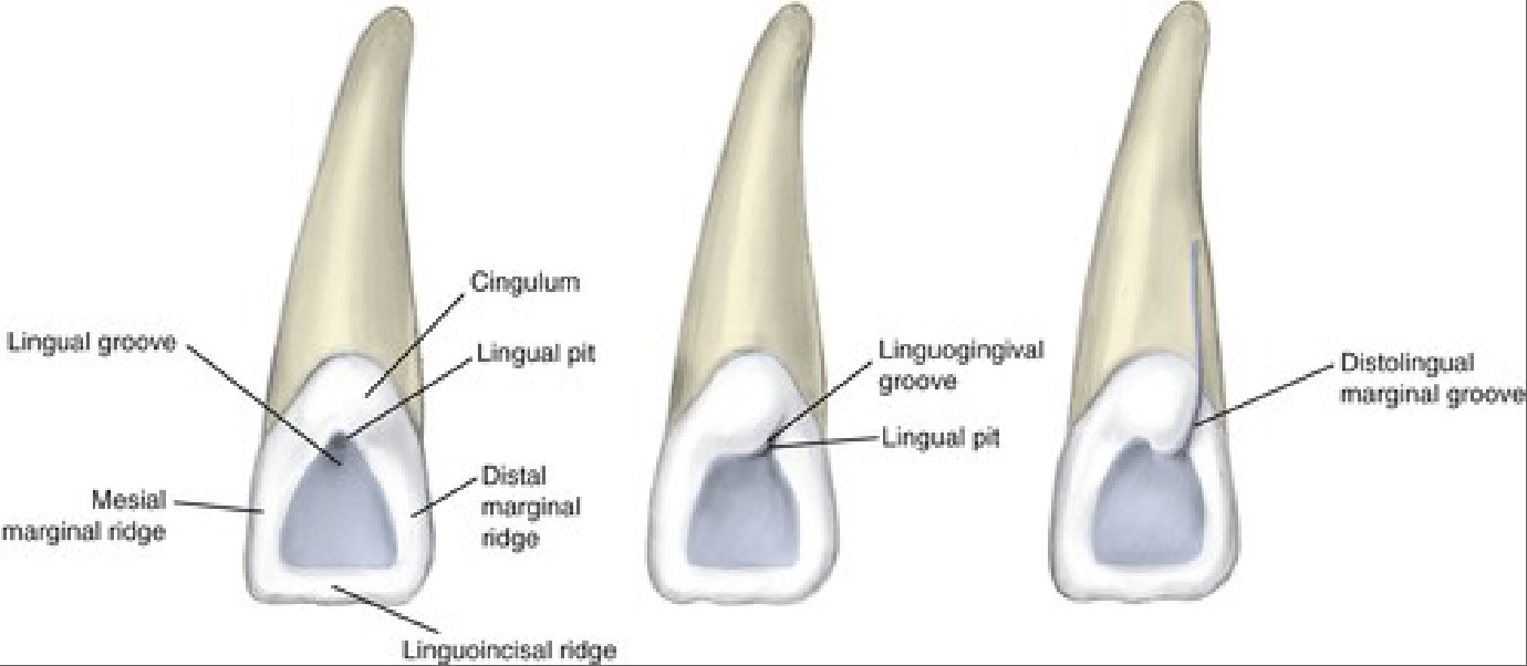<p>Lingual View Features</p>
