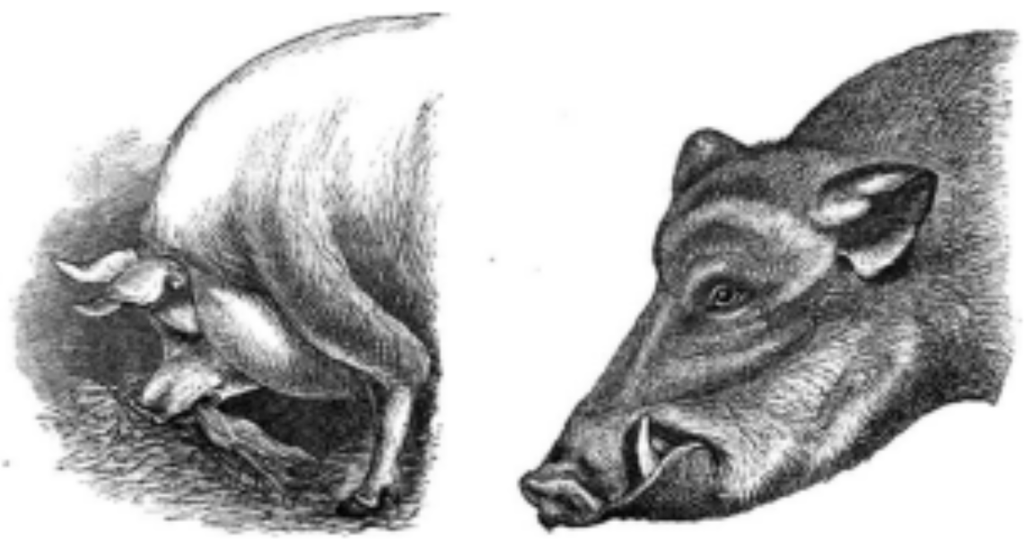 <h3 collapsed="false">shows that artificial selection can cause evolution</h3><ul><li><p>humans bred animals with favorable traits a.k.a. <strong><span style="color: yellow">selective breeding</span></strong></p><ul><li><p><em>wild boars with more fat so we can eat yummy bacon</em></p></li></ul></li><li><p>change in traits was rapid</p><ul><li><p>evolution was hyper-charged</p></li></ul></li></ul>