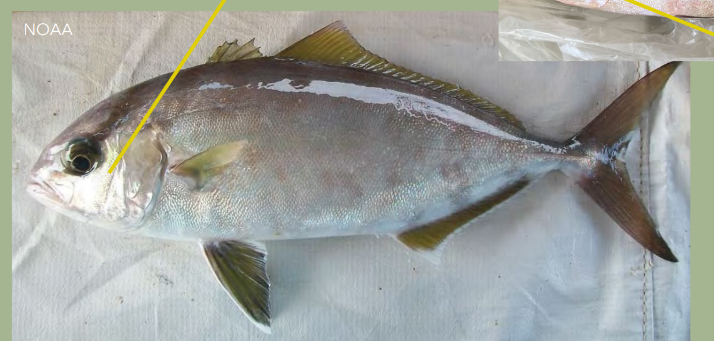 <p>jaw reaches the anterior of the pupil</p><p>dark stripe crosses nape (forehead) and into the front of the dorsal fin </p><p>The eyes are relatively large</p><p>dark dusky pinkish to dusky violet dorsal color with faint amber stripe on sides from eyes to caudal</p><p>young have 7dark brown bands</p>
