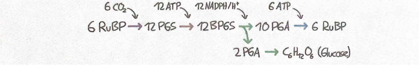 <p><strong>6CO<sub>2</sub></strong><sub> </sub>+ 12 NADPH/H<sup>+</sup> + 18 ATP → <strong>C<sub>6</sub>H<sub>12</sub>O<sub>6</sub> </strong>+ 12 NADP<sup>+</sup> + 18 (ADP+Pi) + 6 H<sub>2</sub>O</p>