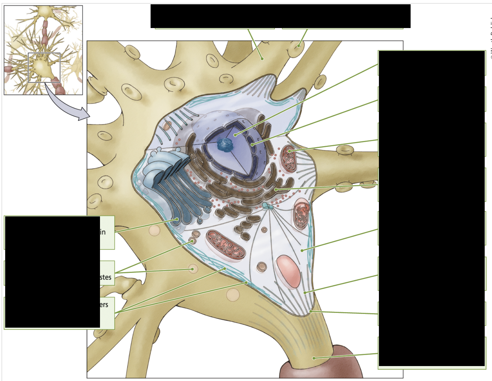 <p>structure and function</p>
