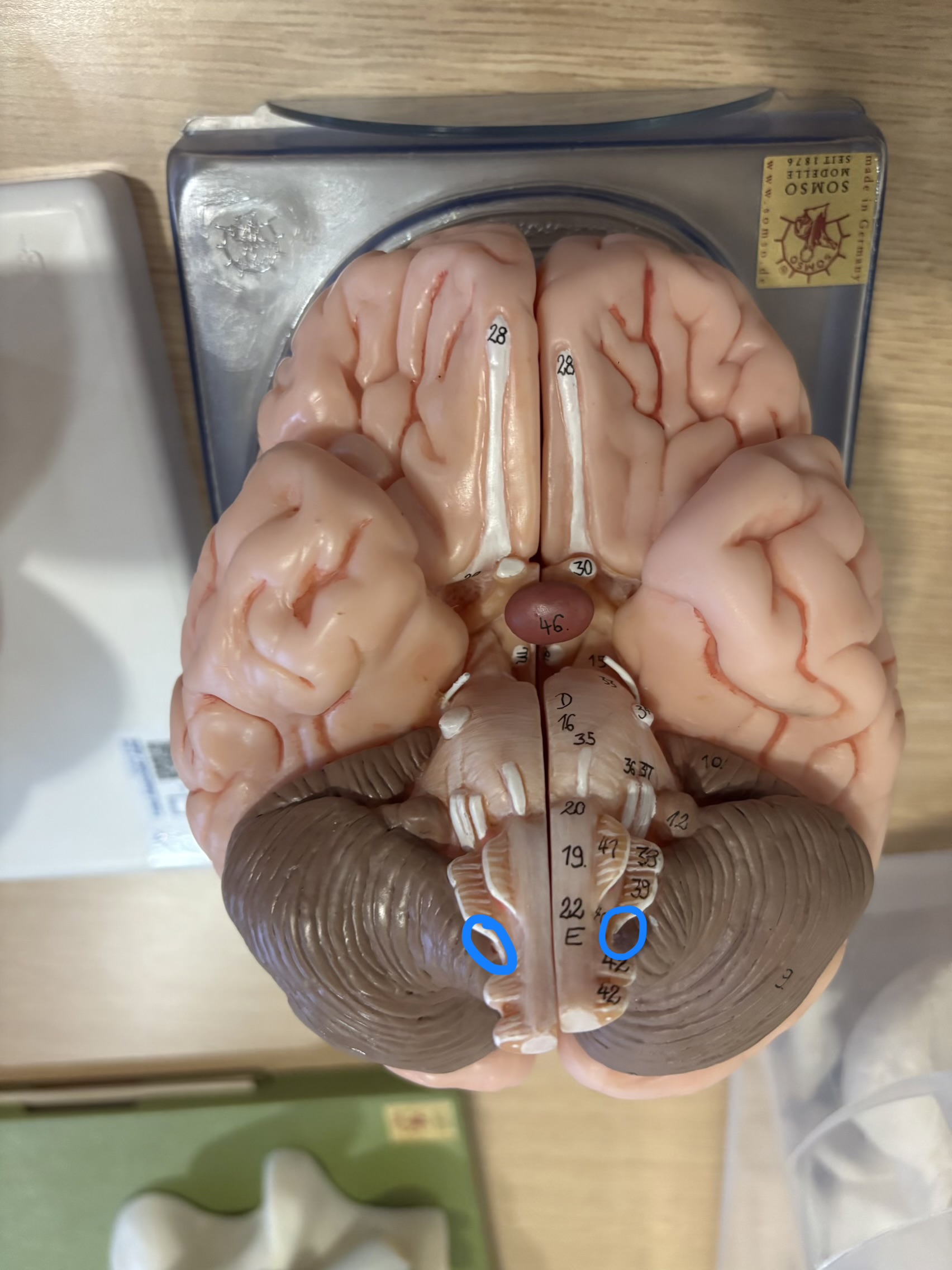 <p>What structure is this?</p>