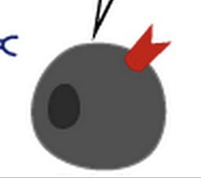 <p>receptor has a single antigen binding site that binds to an antigen fragment (epitope) displayed on infected host cells</p>