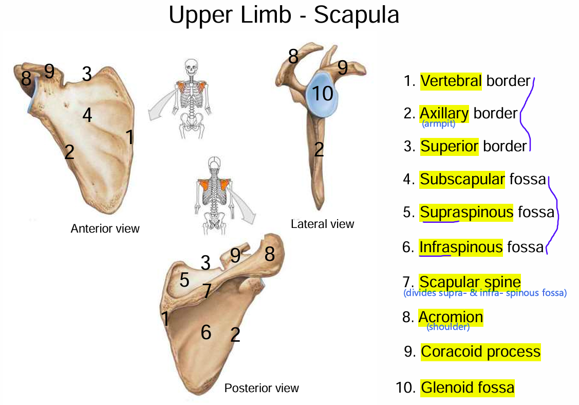 <p>Vertebral (medial) border</p><p>Axillary (armpit; lateral) border</p><p>Superior border</p>