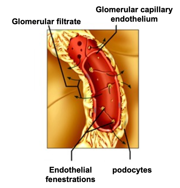 <p>Plasma water is filtered across capillary wall (GFB) into urinary space</p>
