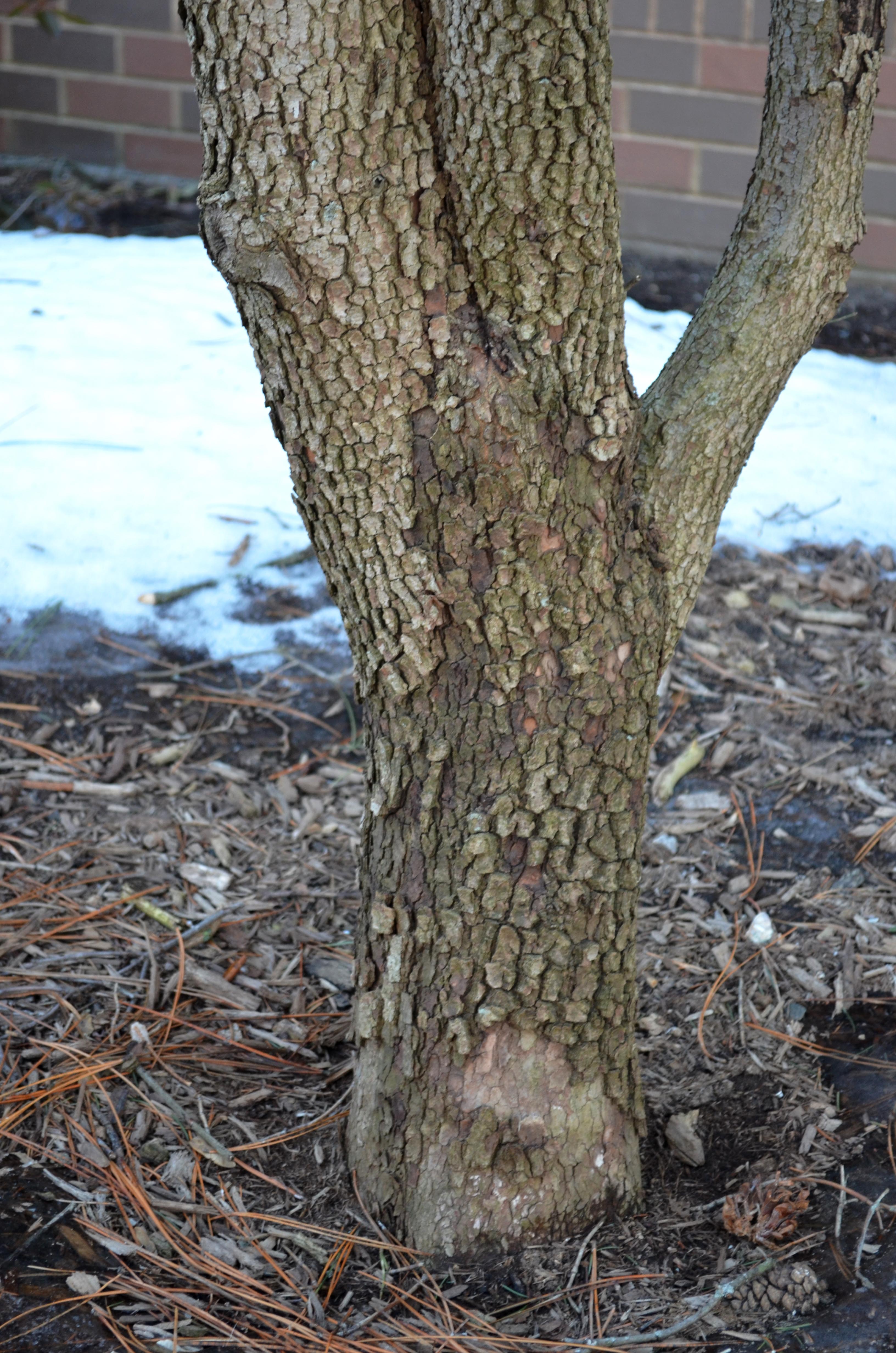 <p>flowering dogwood, Cornus florida (Cornaceae)</p>