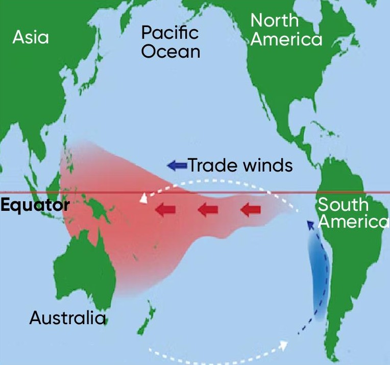 <p>trade winds blow hot equator water W ← E, productive fisheries</p>