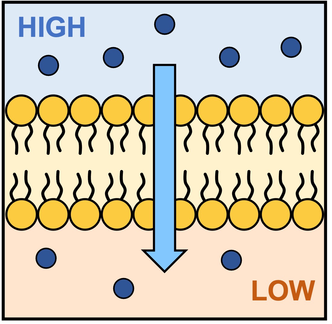 <p>Passive movement of substances across the plasma membrane - <span>movement of small or lipophilic molecules without the need for energy or transport proteins</span></p>