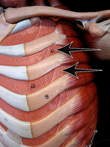 External intercostals
Origin:
Insertion:
Action: