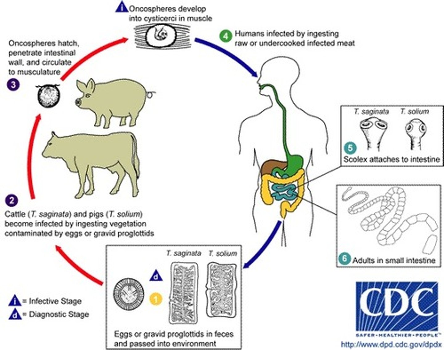 <p>Helminth (Cestode)</p><p>disease - Taeniasis</p><p>symptoms - asymptomatic, mild GI</p><p>transmission - ingestion of cysticercus larvae in undercooked beef</p><p>specimen &amp; identification - microscopic examination of stool</p><p>pathogenic? - no</p>