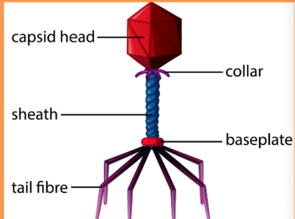 <p>What does the bacteriophage virus use to attach to bacterial host </p>