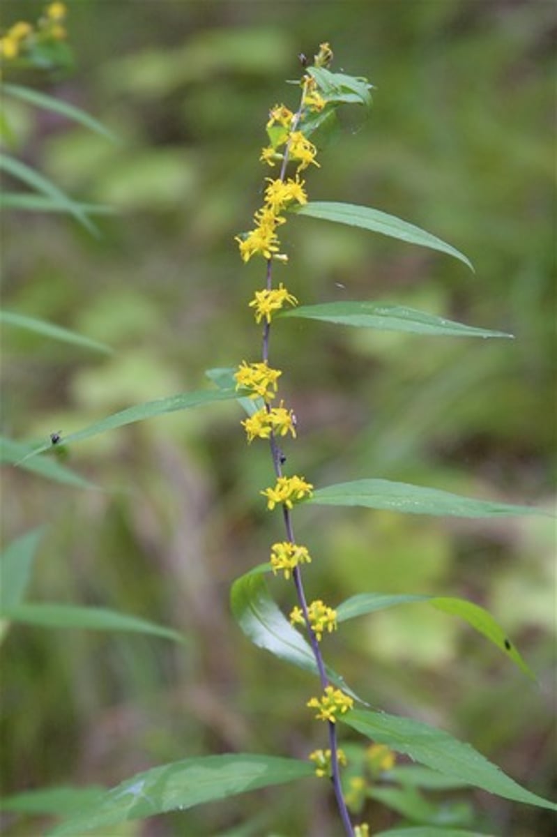 <p>Bluestem goldenrod</p>