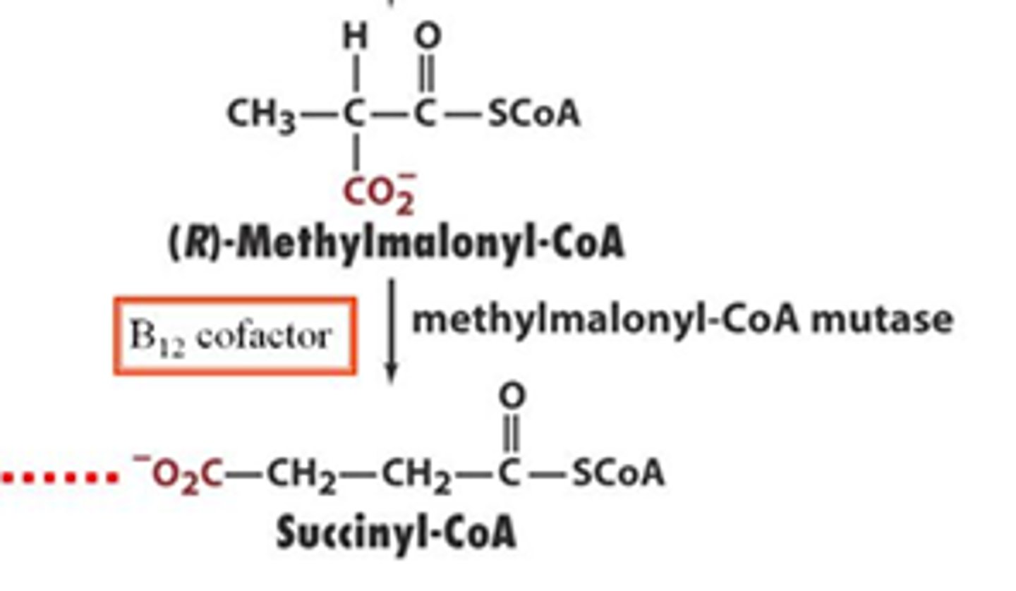 <p>these are enzymes that shift functional groups from one carbon to a directly adjacent carbon </p>