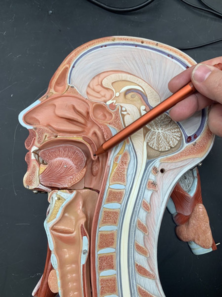 <p>free projection hanging down from the middle of the soft palate</p>