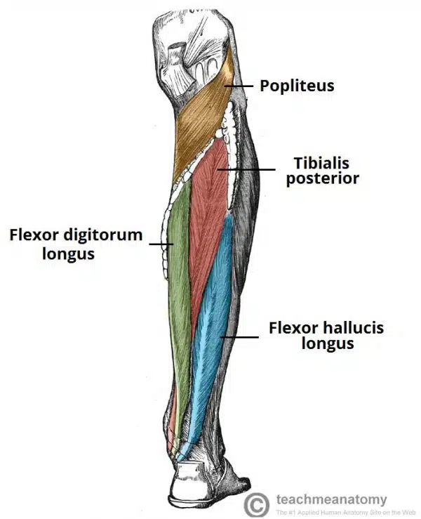 <p>The flexor digitorum longus is a thin muscle and is located medially within the posterior leg.</p><p>Attachments: Originates from the posterior surface of the tibia and attaches to the plantar surfaces of the lateral four digits.</p><p>Actions: Flexion of the lateral four toes.</p><p>Innervation: Tibial nerve</p>