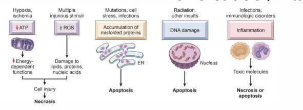 <p>- Oxidative stress -&gt; damage</p><p>- Acetaldehyde (stimulates prostaglandin and histamine release - inflammatory response)</p><p>- causes cells + tissues to become inflamed + leaky</p><p>- reversible</p><p>.</p><p>- inflammation (direct from ethanol or indirect from prostaglandins and histamine)</p><p>- gastritis (inflamed stomach)</p><p>- enteritis (inflamed intestines)</p><p>- pancreatitis (inflamed pancreas)</p>