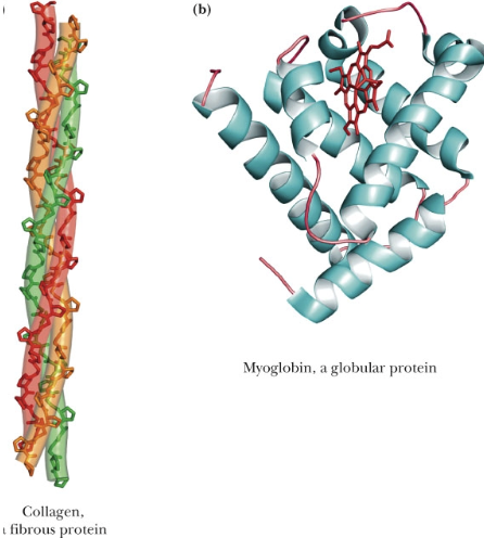 <ul><li><p>fibrous proteins have an extended structure and are structural proteins like collagen, elastin, and keratin</p></li><li><p>globular proteins are sphere-like in structure. most cytosolic enzymes have this shape.&nbsp;</p><ul><li><p>because cytosol is packed and globular proteins take up less space than fibrous proteins</p></li></ul></li></ul><p></p>