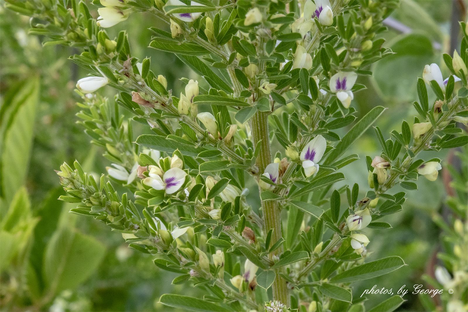 <p>An invasive species that affects central US prairies, growing very densely in monocultures.</p>
