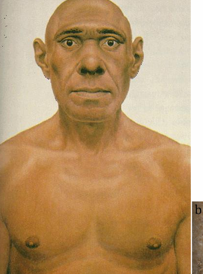 <p>found from 400,000 to 30,000 years ago</p><p>prominent brow ridge, larger bulbous nose, powerful build</p>