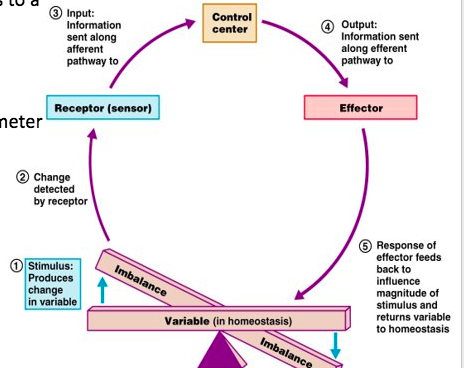 <p>The process shown in the diagram is ___</p>