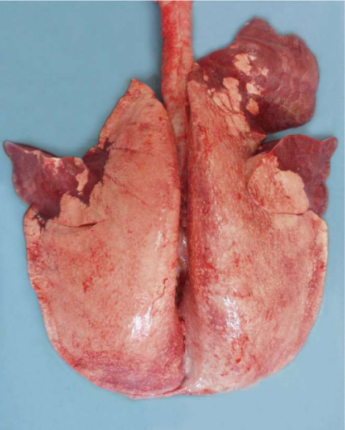 <ol><li><p>Species and organ</p></li><li><p>Describe using 3 words</p></li><li><p>Potential diagnosis</p></li><li><p>Judgement</p></li></ol><p></p>