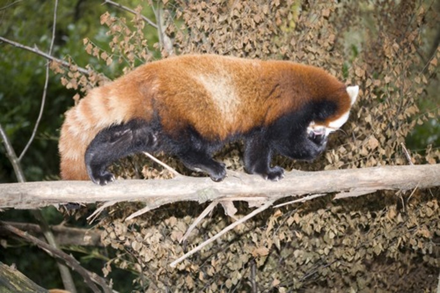 <p>(v.) to have existence; to remain alive, manage to make a living or maintain life; to persist or continue</p><p>SYN: last, sustain</p>