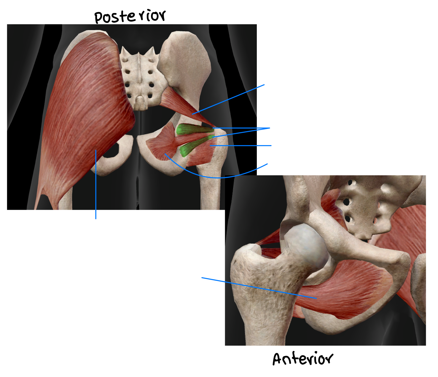 <p>Which muscles are responsible for lateral rotation of the hip?</p>