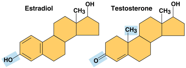 <p>can be linked into chains</p>