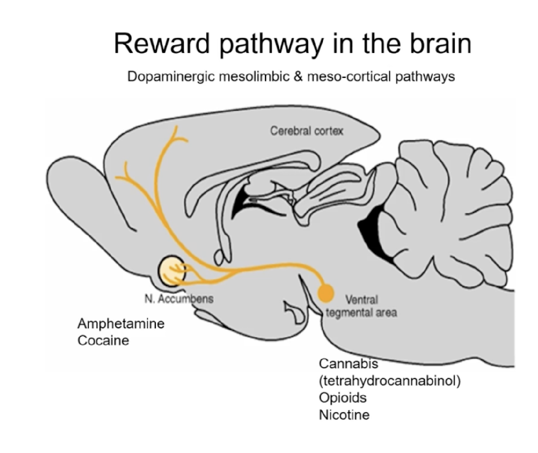 **dopaminergic mesolimbic & meso-cortical pathways**, which drugs can affect diff areas in these pathways 

* nucleus accumbens (n. acc)
* ventral tegmental area (VTA) 