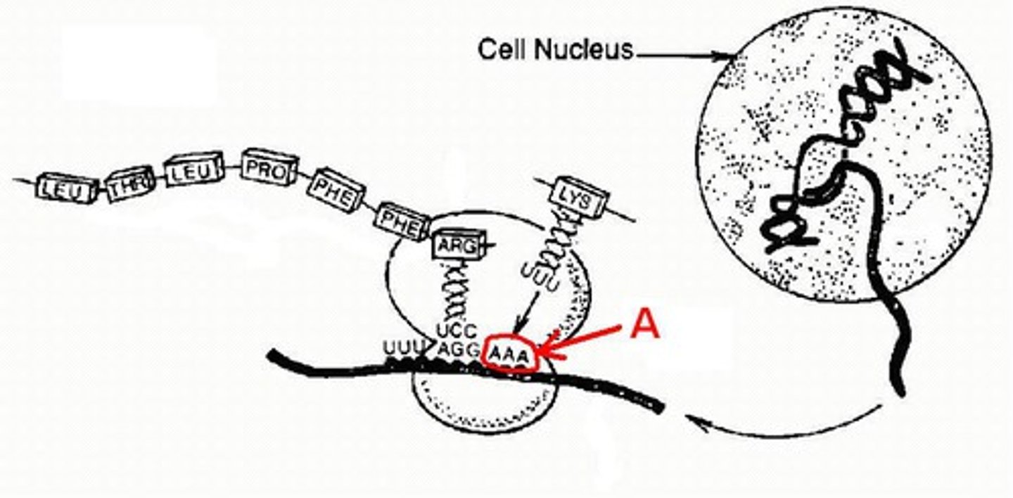 <p>What is A? A three base sequence on an mRNA molecule that codes for a specific amino acid</p>