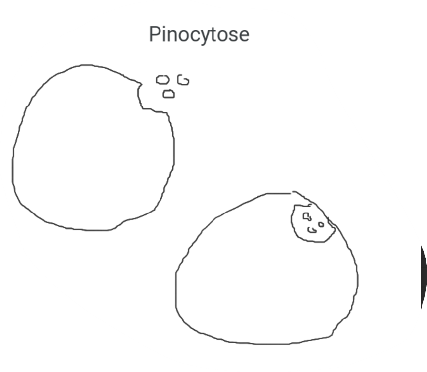 <p>La cellule absorbe des liquides ou plusieurs grosses particules (ex : peptides)</p>