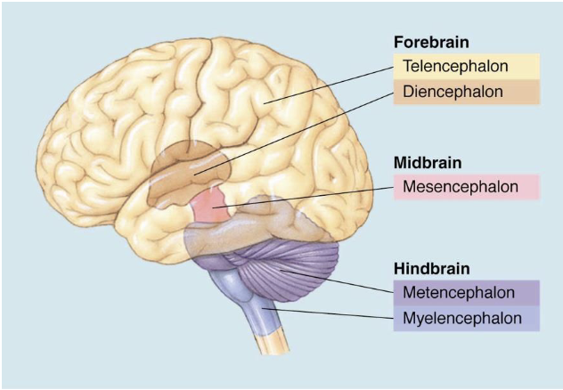 <p>3 components of the midbrain and hindbrain</p>