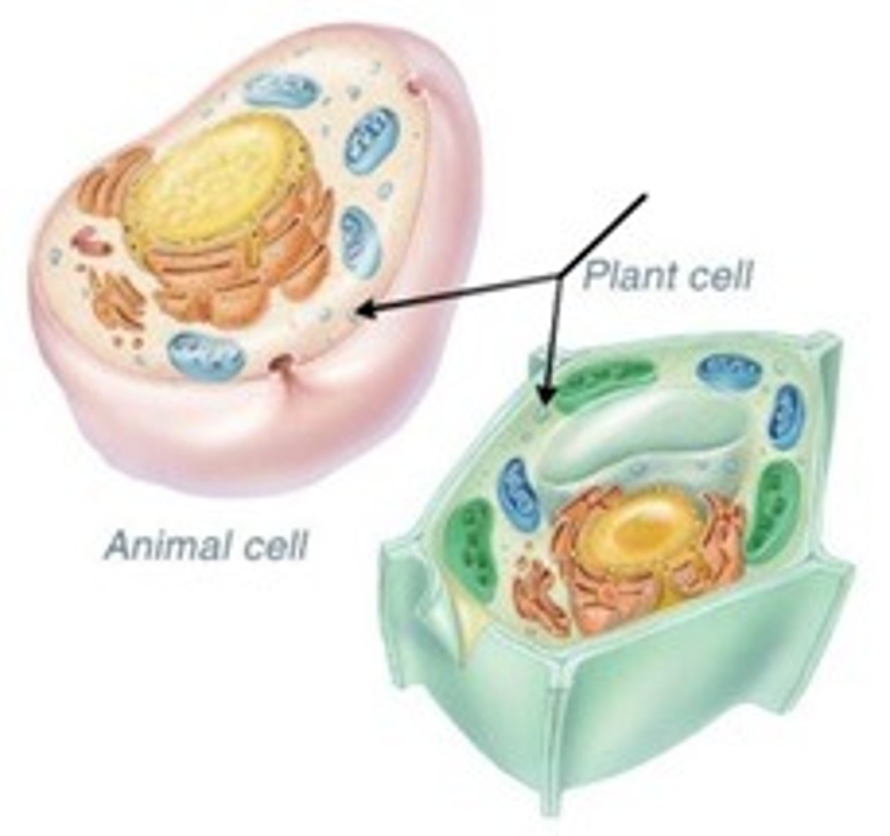 <p>this is where proteins are made; they are the small dots on the Rough ER</p>