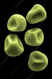 <p>What do the pollen grains of an wind-pollinated flower look like?</p>