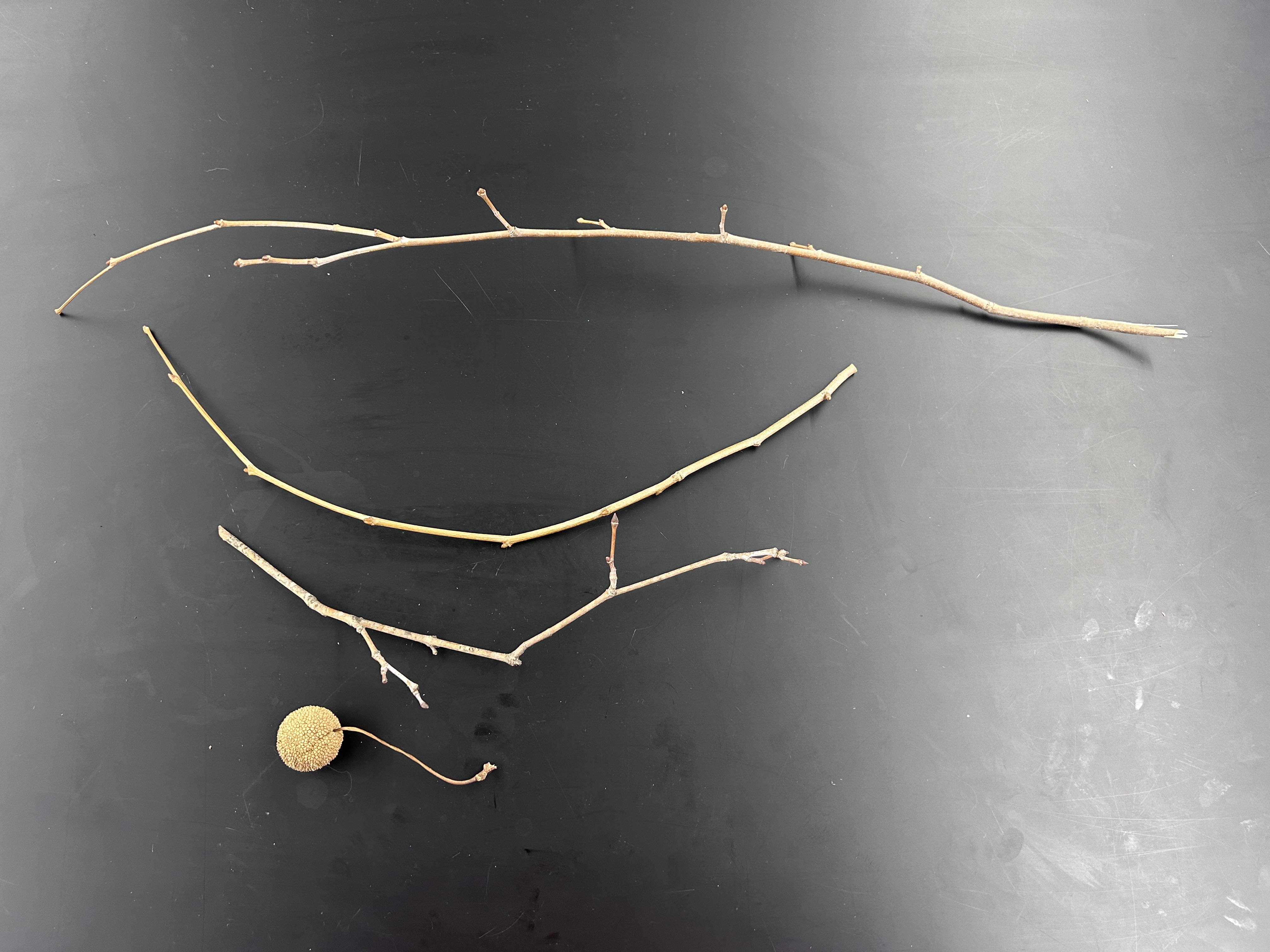 <p>What tree is this </p>