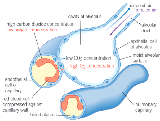 <ul><li><p>large surface area</p><ul><li><p>300-500 million per lung</p></li></ul></li><li><p>thin layers</p><ul><li><p>walls are only 1 epithelial cell thick</p></li><li><p>short diffusion distances</p></li></ul></li><li><p>good blood supply</p><ul><li><p>surrounded by a network of capillaries</p></li><li><p>maintains a steep concentration gradient</p></li></ul></li><li><p>good ventilation</p><ul><li><p>breathing moves air in and out</p></li><li><p>maintains steep diffusion gradients for oxygen and carbon dioxide</p></li></ul></li></ul><p></p>