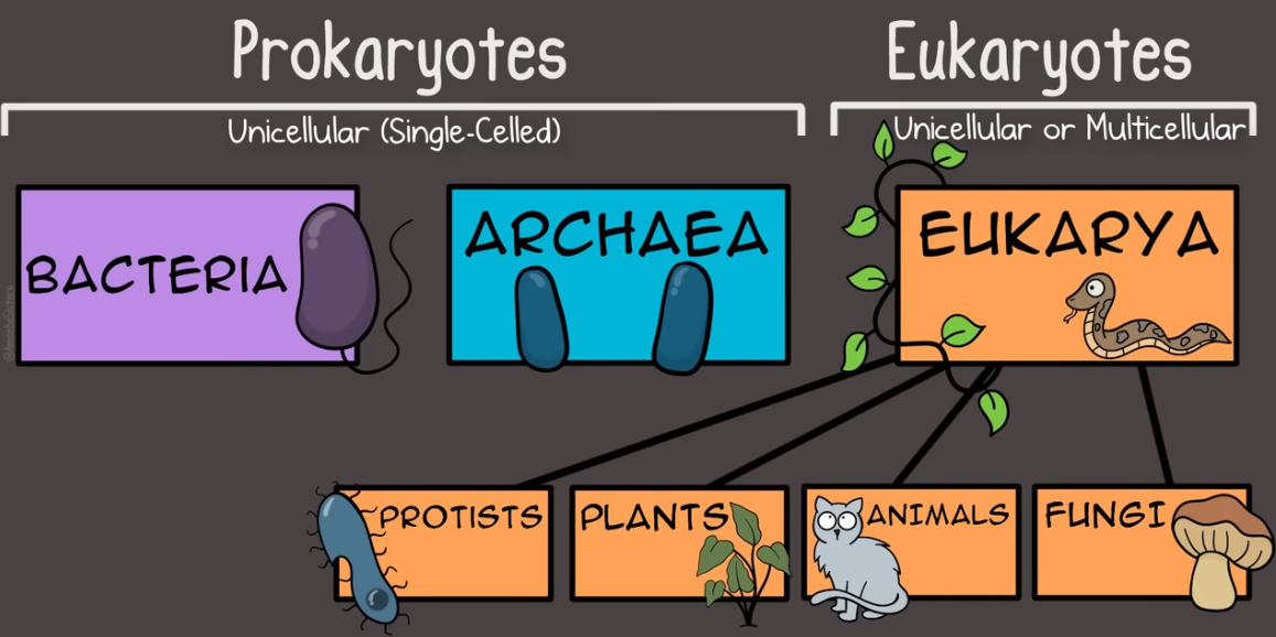 <ol><li><p> Bacteria</p></li><li><p>Archaea</p></li></ol>