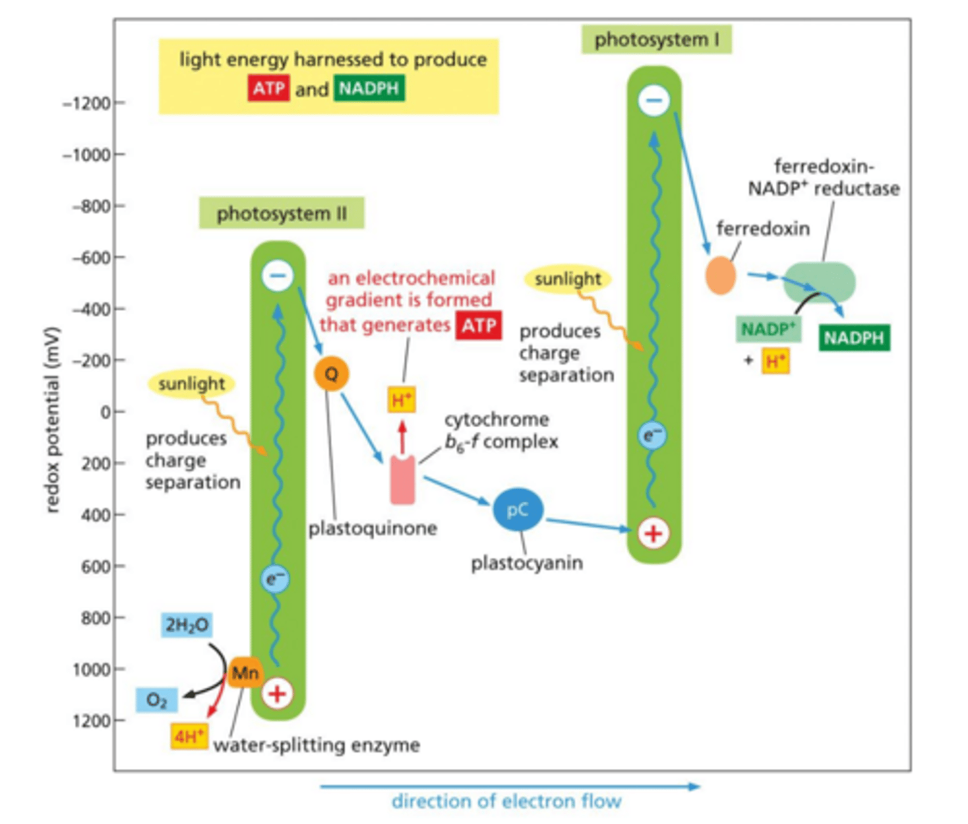 <p>Explain the path of electron flow (in detail) for Z-scheme photosynthesis.</p>
