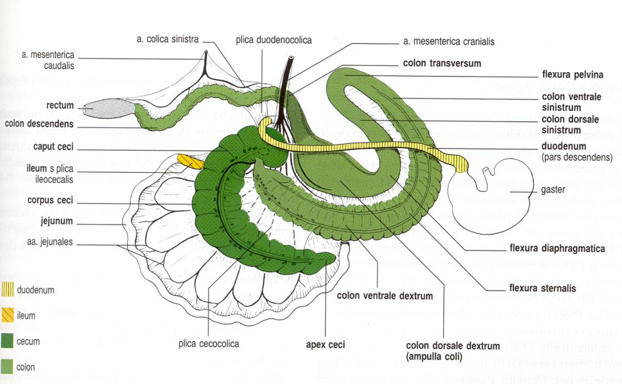 <ol><li><p><strong>duodenum:</strong> pars cranialis with flexura duodeni cranialis forming ansa sigmoidea, pars descendens forming flexura duodeni caudalis and pars ascendens with the flexura duodenojejunalis (meeting with jejunum)</p></li><li><p><strong>jejunum:</strong> jejunal folds, no regular position in eq.</p></li><li><p><strong>ileum:</strong> plica ileocecalis, ostium ileale on papilla ilealis.</p></li><li><p><strong>cecum:</strong> apex, corpus and basis ceci, consisting of 4 rows of Haustra and 4 teniae, internally of plica semilunares ceci. Has ostium cecocolicum and ostium ileale ventrally on papilla ileale. Has the curvatura ceci major et minor on the sides.</p><ul><li><p>ostium cecocolicum is closed by valva cecocolica</p></li><li><p>plicae semilunares seci (folds of cecum)</p></li></ul></li><li><p>colon: consisting of colon crassum et tenue. <strong>The colon crassum starts as colon ventrale dexter</strong> (4 rows of Haustra + 4 teniae)</p><ul><li><p>plica intercolica - ventral loop is attached to dorsal loop by this</p></li><li><p><em>colon crassum starts at ostium cecocolicum, at collum colli, continuing as the colon ventrale dextrum. </em></p></li></ul></li><li><p><strong>flexura sternalis</strong> (4 rows of haustra and 4 teniae)</p><ul><li><p>plica cecocolica - colon ventrale dextrum turns, and comes in contact with cecum by this. </p></li></ul></li><li><p><strong>colon ventrale sinister</strong> (4 rows of haustra and 4 teniae)</p></li><li><p><strong>flexura pelvina</strong> (1 teniae)</p></li><li><p><strong>colon dorsale sinister</strong> (1 teniae)</p></li><li><p><strong>Flexura diaphragmatica</strong> (3 teniae)</p></li><li><p><strong>colon dorsale dexter</strong> (3 teniae) - also known as ampulla colli. </p></li><li><p><strong>colon transversum</strong> (from right to left)</p></li><li><p><strong>colon tenue</strong> (colon descendens) consisting of 2 teniae.</p><ul><li><p>teniae libera + mesocolica</p></li></ul><ul><li><p> <strong>lastly rectum</strong>, not seen here.</p></li></ul></li></ol><p></p>