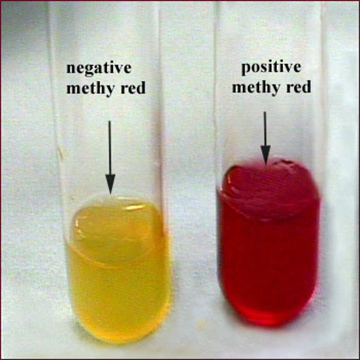 <p>diff based on ability to produce and maintain stable acid end products from glucose fermentation</p><p>positive: red color (immediate)</p><p>negative: yellow color/no color</p>