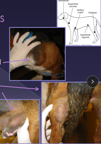 <p><span>Lymphadenomegaly</span></p>