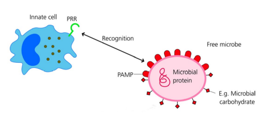 <ul><li><p>Innate immune cells, e.g. phagocytes, have <strong>pattern recognition receptors (PRRs)</strong> that detect <strong>pathogen antigens</strong></p></li><li><p>PRRs can be on the <strong>cell surface</strong> or <strong>inside the cytoplasm</strong> depending on pathogen location</p></li><li><p>Pathogen components recognised by PRRs are called <strong>Pathogen-Associated Molecular Patterns (PAMPs)</strong></p></li></ul><p></p>